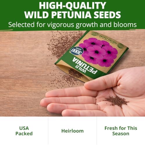 HOME GROWN Wild Petunia Seeds for Planting, 6,000 Seeds, Petunia violacea - Image 7