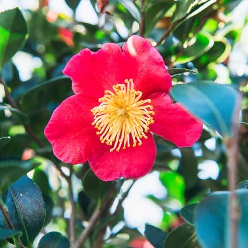 Perfect Plants Yuletide Sasanqua Camellia, 1 Gallon, Live Plant - Image 4