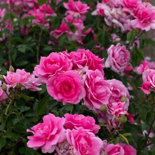 Heirloom Hardy Roses, Live Own Root Plant, Earth Song - Image 2