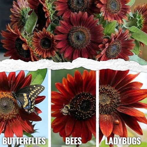 Seed Needs Red Sun Sunflower Seeds to Plant Cut Flowers - 2 Packs - Image 2