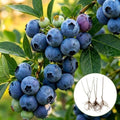 3 Jersey Blueberry Bush Live Plants – Fruit Bearing Blueberry Bush Stater Plants – Healthy Dormant Bare Roots Sapling for Outdoor Garden, Patio or Container Growing (3 Plants) by CZGrain