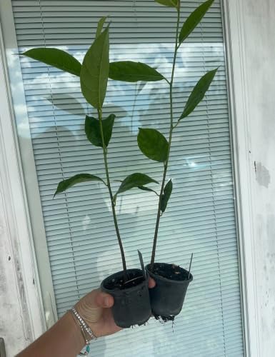 Set of 2 Jackfruit Live Plants, 7-12 in, with Pot - Image 5