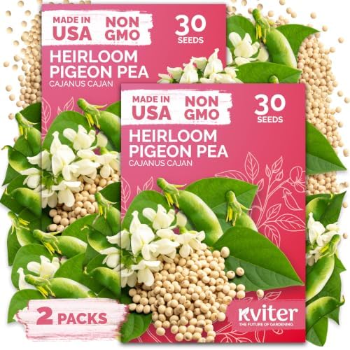 60 Guandules Pigeon Peas Heirloom Vegetable Seeds, Cajanus Cajan by KVITER