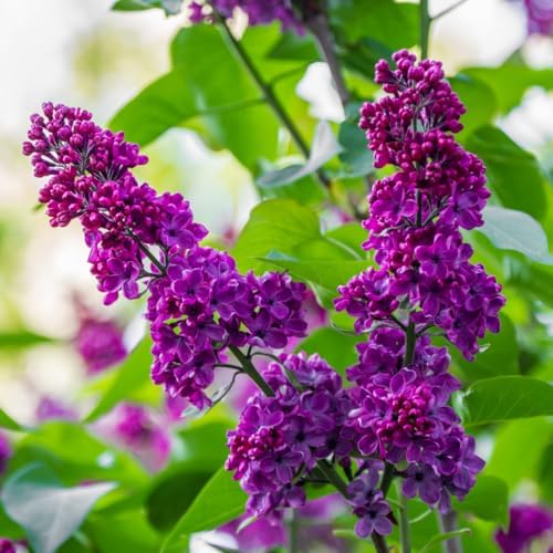 Purple Lilac Plant, Fragrant Syringa Flower Starter Plant, 6-8 Inch Tall - Image 3