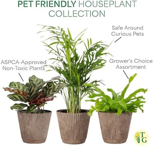 Live Pet Safe Houseplants (3 Pack), Grower's Choice Bundle, 4" Pots - Image 4
