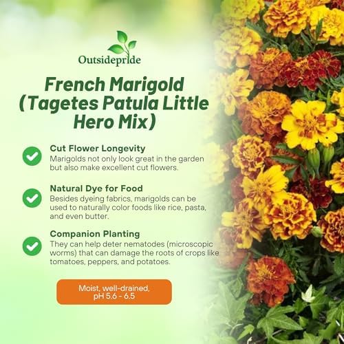 Outsidepride Little Hero Mix French Marigold Seeds - 150 Pcs Annual, Compact, Heat & Drought Tolerant Flower Seeds for Planting w/Attractive Bi-Colored Blooms, Ideal for Vibrant Pollinator Gardens - Image 3