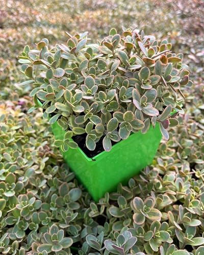 Perennial Farm Marketplace Sedum Sunsparkler® ‘Wildfire’ (Stonecrop) Live Perennial, Size-Quart, Rose-Pink Late Summer Flowers with Cherry-Red Foliage, Zones 4-9 - Image 3