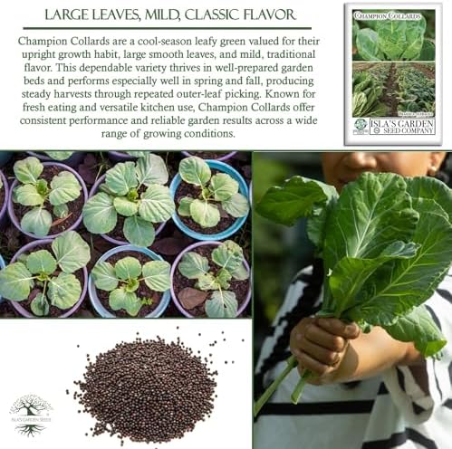 Champion Collard Greens Seeds (Brassica oleracea) – 1,000+ Non-GMO Heirloom Seeds by Isla’s Garden Seeds, Nutrient-Dense & Flavorful Greens, Fast-Growing & Productive, Perfect for Cooking & Smoothies - Image 5