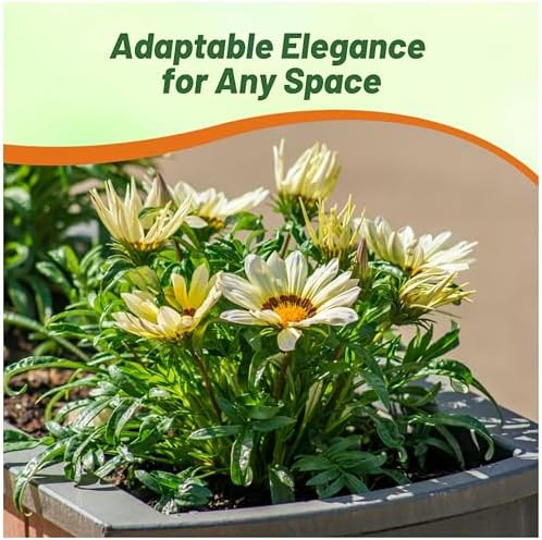 Outsidepride New Day White Gazania Seeds for Planting – 25 Pcs Perennial, Low-Maintenance, Drought-Tolerant Ground Cover Seeds for Vibrant Summer & Fall Flowers, Great for Outdoor Gardens - Image 6