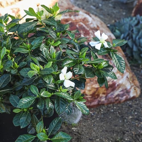 Gardenia Plant (3G), Cape Jasmine Plant Outdoor Plants, Fresh Flowers for Delivery Prime, Live Plants Indoor Plants Live Houseplants, Gardenia Plants Live House Plants Indoors Live by Plants for Pets - Image 7