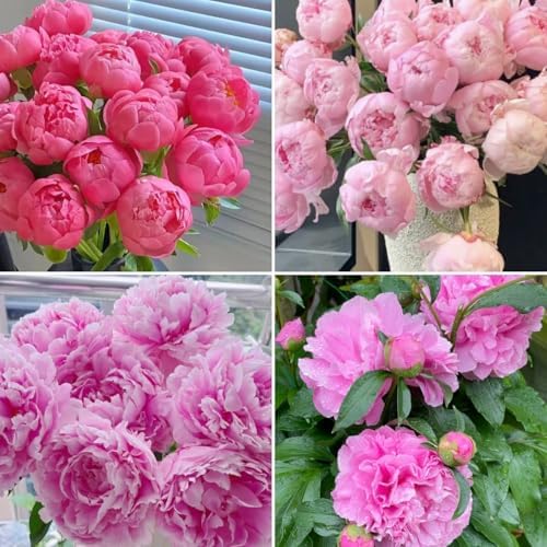 100pcs Peony Lactiflora Seeds for Cut Flower Farming - Long Stem Variety, Commercial-Grade Blooms, High Yield Perennial for Florist Supply by BuggyBeds