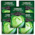 Early Round Dutch Cabbage Seeds - Survival Garden Seeds (5 Packs) by SurvivalGardenSeeds