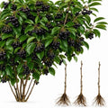 3 Black Cherry Tree Live Plants 1–2 Ft Tall (Prunus serotina) – Fast Growing Native Fruit Tree – Edible Cherry, Wildlife Habitat & Backyard Orchard Starter Tree (3 Plants) by CZGrain