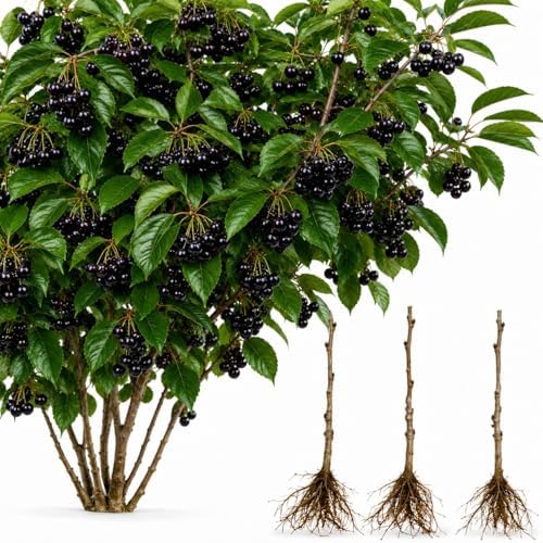 3 Black Cherry Tree Live Plants 1–2 Ft Tall (Prunus serotina) – Fast Growing Native Fruit Tree – Edible Cherry, Wildlife Habitat & Backyard Orchard Starter Tree (3 Plants) by CZGrain