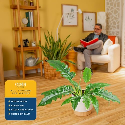 Costa Farms Philodendron, Live Indoor Plant, Tropical Houseplant - Image 5