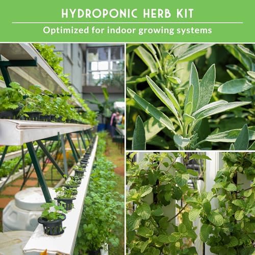 Hydroponic Herb Seeds for Indoor Garden – 6 Variety Pack - Image 4