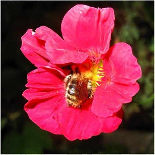 Seed Needs Nasturtium Seeds Cherry Rose 350 Flower Seeds Heirloom Bulk Pack - Image 2