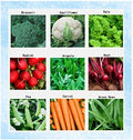 Premium Winter Vegetable Seeds Collection for Planting Organic Non-GMO Heirloom Seeds Radish, Pea, Broccoli, Beet, Carrot, Cauliflower, Green Bean, Kale, Arugula, Gardner and Chef Favorites by Apexmode