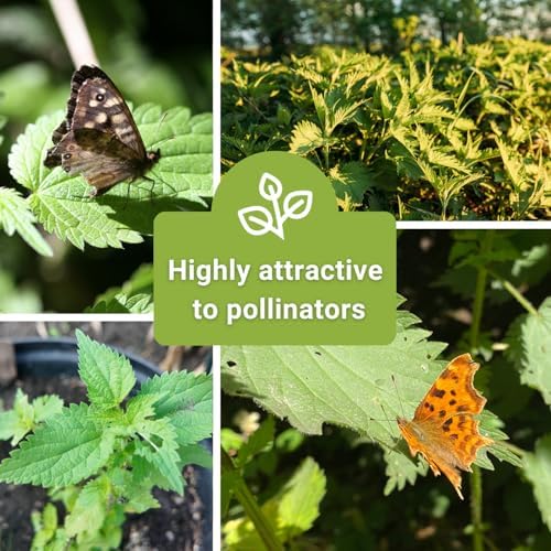 Sow Right Seeds - Stinging Nettle Seed for Planting Perennial Medicinal - Image 6