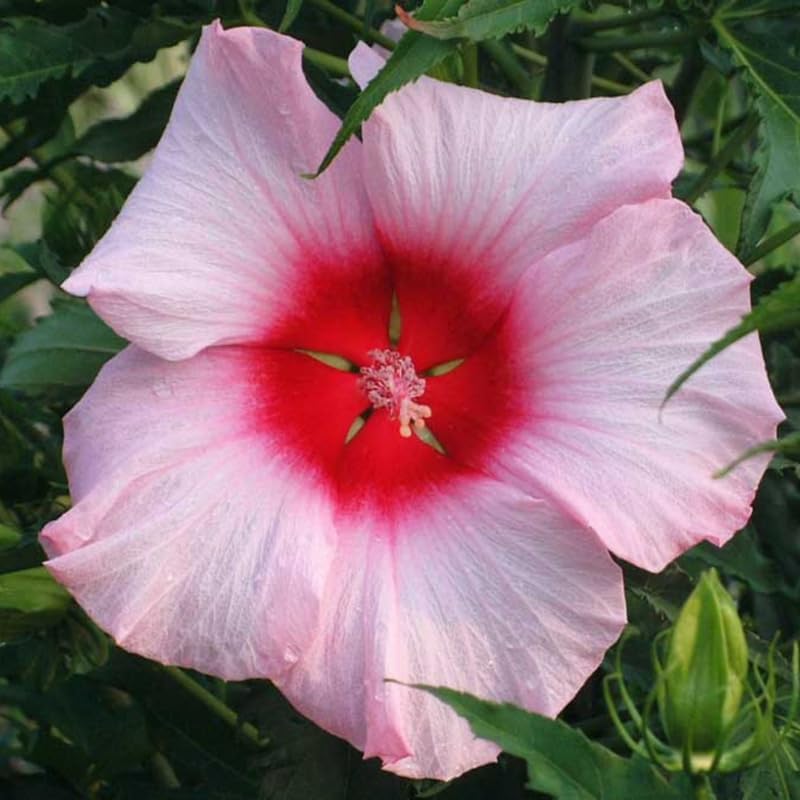 3 Pink Hardy Hibiscus Plants Live, Flowering Shrub, 4-7 Inch Tall - Image 2