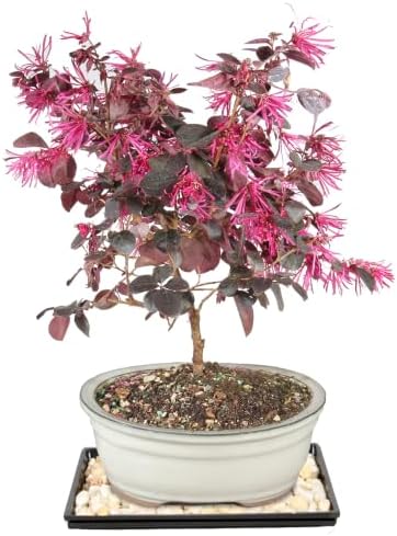 Brussel's Bonsai - Medium Live Bonsai Tree with Tray, Potted Indoor Plant - Image 3