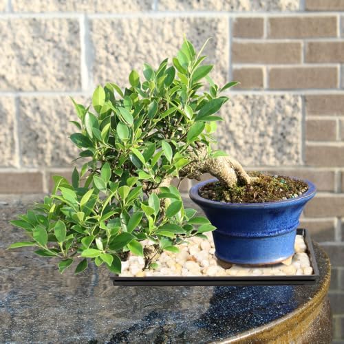 Brussel's Bonsai - Large Live Ficus Bonsai Tree with Tray, Indoor Plant - Image 6