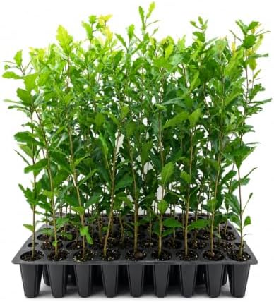 Southern Live Oak Tree | Quercus Virginiana | 30 Live Plants | Durable Picturesque Shade Tree | Dark Green Foliage by FloridaFoliage