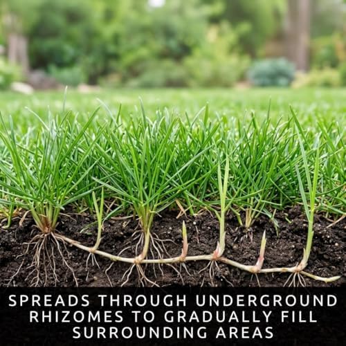 5 lb Kentucky Bluegrass Seed for Planting, Cool Season Lawn Grass - Image 4