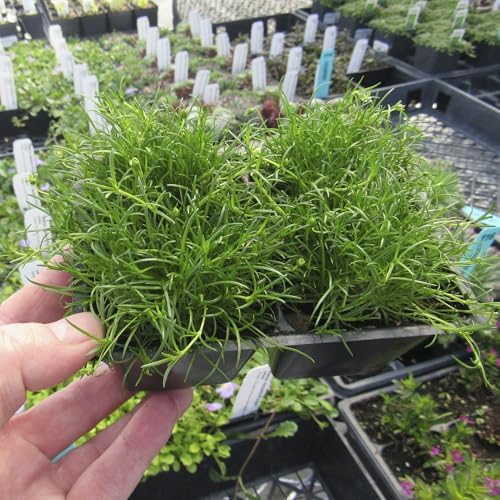 Sagina subulata, Irish Moss, Pearlwort, ground cover, Cnt Sz: 4pk - Image 3
