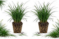 2 Mondo Grass Plants Live, 4-8" Tall (No Pot), Easy Care Ornamental Grass Plant, Low Maintenance Decorative Grasses, for Garden Borders & Landscape Accents by GINGERGLOW