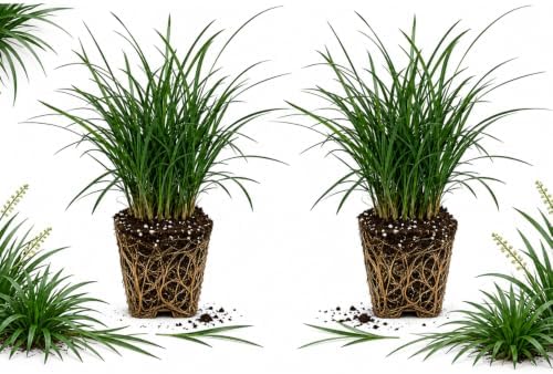 2 Mondo Grass Plants Live, 4-8" Tall (No Pot), Easy Care Ornamental Grass Plant, Low Maintenance Decorative Grasses, for Garden Borders & Landscape Accents by GINGERGLOW