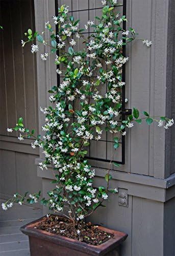 American Plant Exchange Live Confederate Jasmine Plant with Fragrant White Flowers, Star Jasmine Plant, Plant Pot for Home and Garden Decor, 10" Pot - Image 2