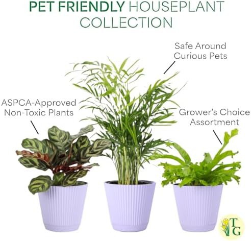 Live Pet Safe Houseplants (3 Pack), Grower's Choice Bundle, 4" Pots - Image 4