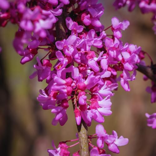 Eastern Redbud Tree Live, Pink Flowering Ornamental Tree, 28 Inch Tall - Image 5