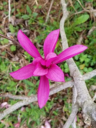 Ann Magnolia - Tulip Tree - Live Plant Shipped 2-3 Feet Tall by DAS Farms - Image 3