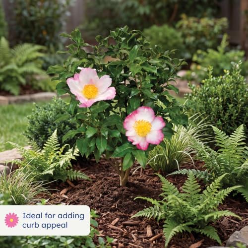 Hana Jiman Camellia, Live Evergreen Flowering Shrub, 3 Gallon - Image 3