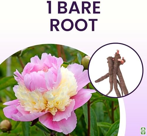 Marde Ross & Company Sorbet Peony - Rose, Pink, White, and Cream - Fluffy Bomb Variety Bare Root | Live Peony Bare Root Plant - Image 3
