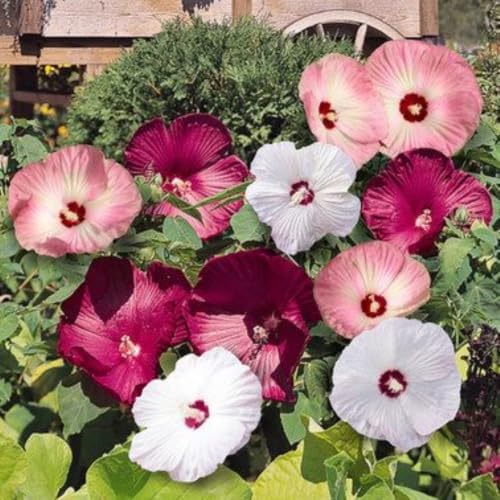 3 Mixed Hardy Hibiscus Plants Live, Flowering Shrub, 4-7 Inch Tall - Image 7