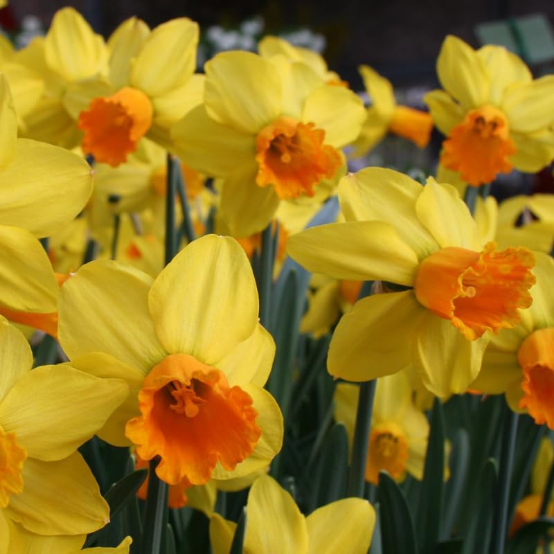 Fortune Daffodil Flower Bulbs Jumbo Pack - 25 Bulbs per Pack - Deer Resistant - Good as Cut Flowers - Grows Well in Containers - Naturalizing - Perennializing - Image 4