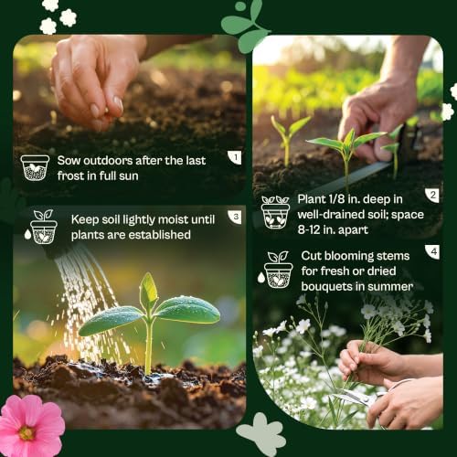SVI 2500 White Baby’s Breath Heirloom Flower Seeds Gypsophila elegans - Image 5