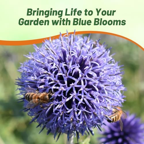 Outsidepride Blue Globe Thistle Seeds - 500 Pcs Perennial, Drought Tolerant & Self-Seeding, Flower Seeds for Planting w/Thistle-Like Foliage & Vibrant Purple Blooms, Ideal for Xeriscaping Gardens - Image 5