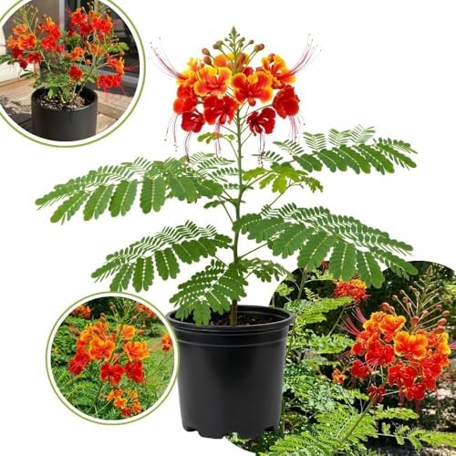 Pride of Barbados Live Plant, 4 Inch Pot, 4-8 Inch Tall - Image 2