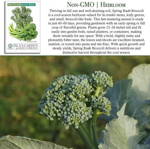 Spring Raab Broccoli Seeds (aka Rabe, Rapini, Broccolini) – 300+ Non-GMO & Heirloom Seeds, Brassica oleracea, Fast-Maturing Cool Season Green, by Isla’s Garden Seeds, Gift Idea for Home Gardens - Image 3