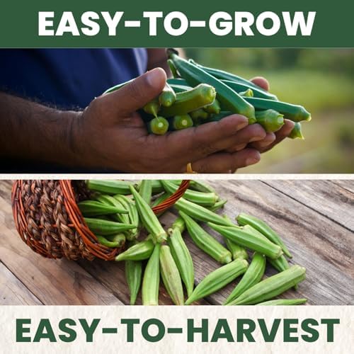 Okra Clemson Spineless – 225 Premium Seeds for Planting – High-Yield, Tender Heirloom Pods for the 2026 Season – 15 Gram Pouch - Image 5