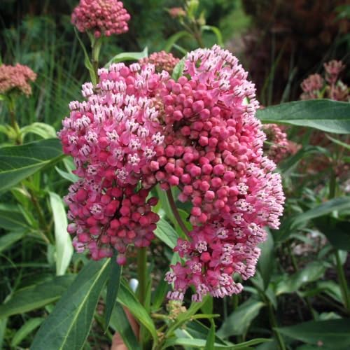 3 Pink Milkweed Live Plants, Well-Rooted Starter Plant - Image 3