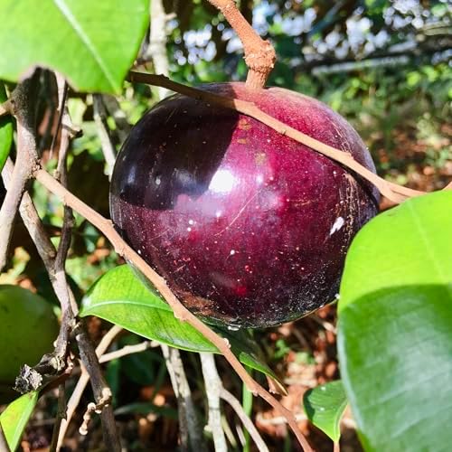 Caimito Tree (Chrysophyllum cainito) – Star Apple Live Tropical Fruit Plant 1–2 ft Tall TROPICALPLANTAE - Image 7