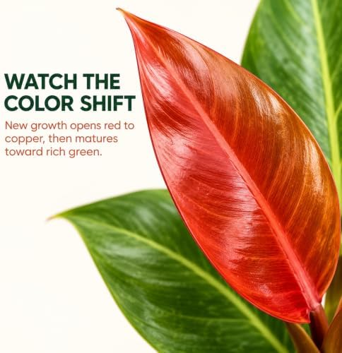 Philodendron Red Sun Live Plant 2" - Fully Rooted Indoor Houseplant Gift - Image 2