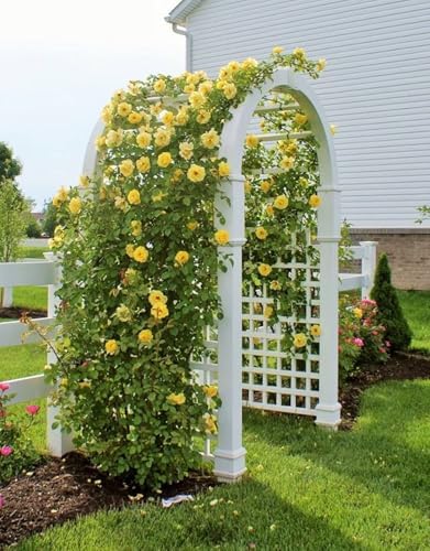 Yellow Live Rose Plant, Hardy, 5-10 Inch Tall - Image 6