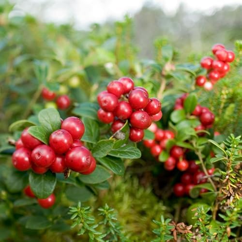 Red Lingonberry Bush Live Plant, 4-6 Inch Tall Berry Plant - Image 3