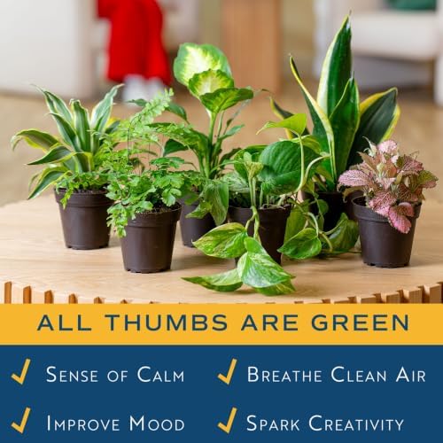 Costa Farms Live Indoor Plant Variety Bundle, 4-Inch Grow Pots, 6-Pack - Image 5